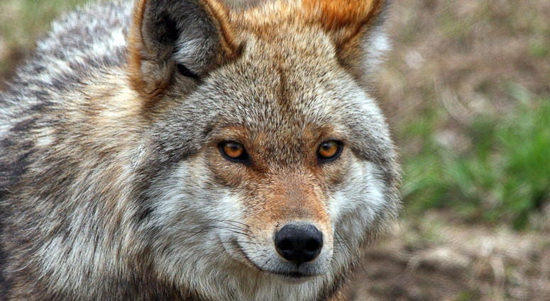 coyote coyote