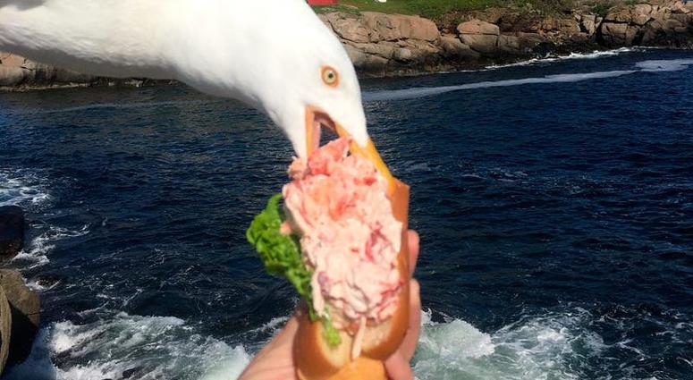 Seagull photobomb