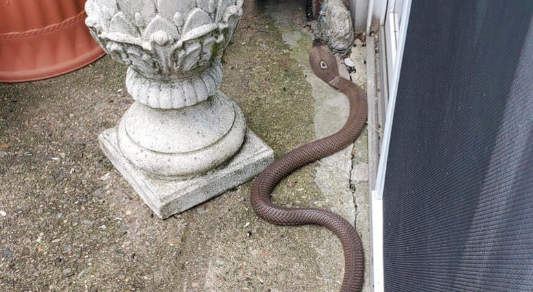 Pennsylvania cobra Pennsylvania cobra
