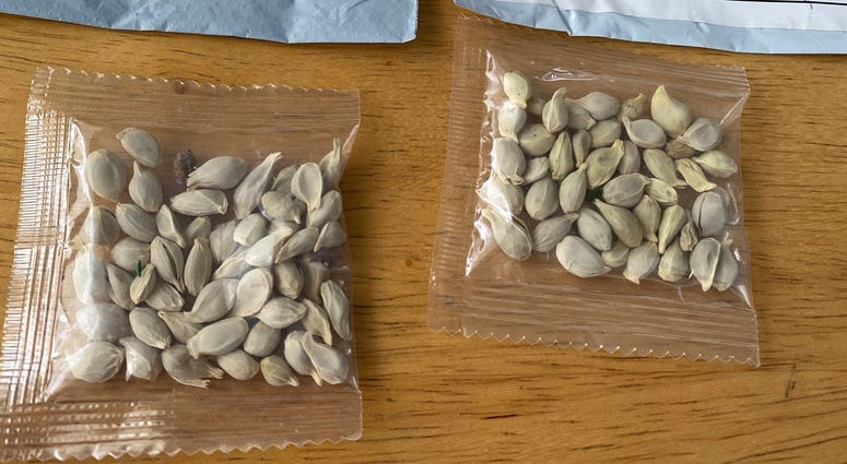 seeds from china seeds from china