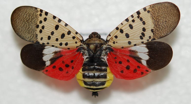 spotted lanternfly spotted lanternfly