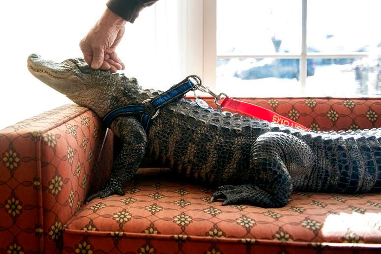 emotional alligator emotional alligator