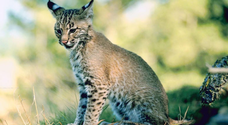 Bobcat cub Bobcat cub