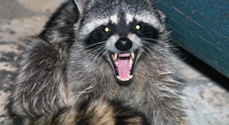 Raccoon attacks two children in Clinton Township Raccoon attack, Raccoon, Clinton Township, Rabies
