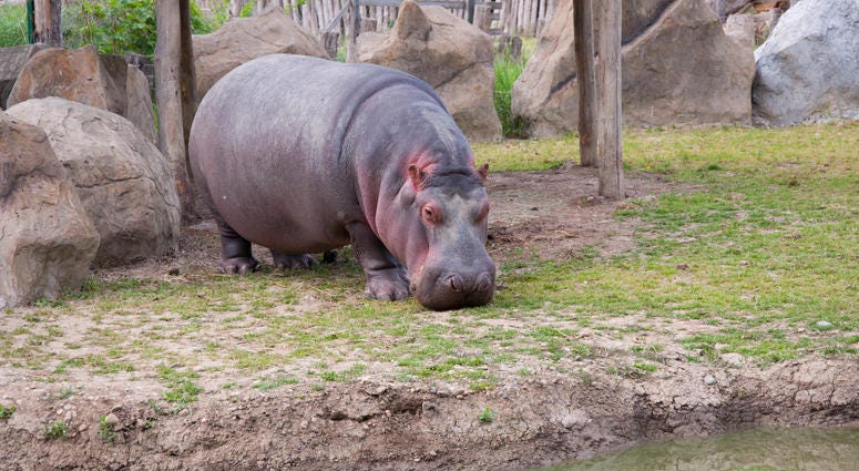 hippo hippo