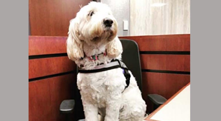 Izzy The Therapy Dog