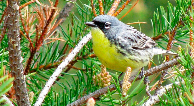 Kirtland's warbler Kirtland's warbler