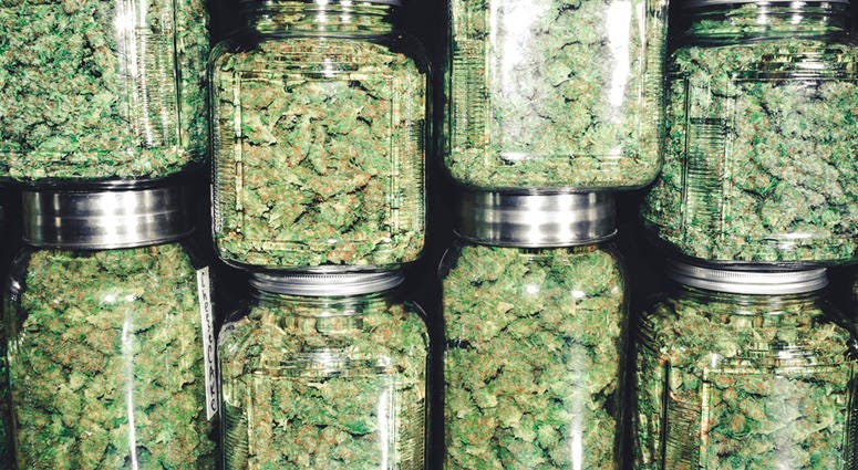 Marijuana in jars Marijuana in jars