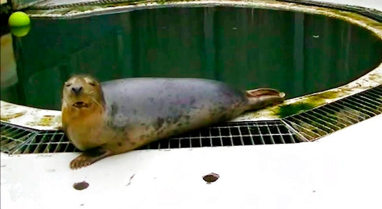 Singing Seal Singing Seal