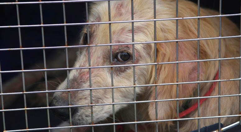 animal cruelty animal cruelty