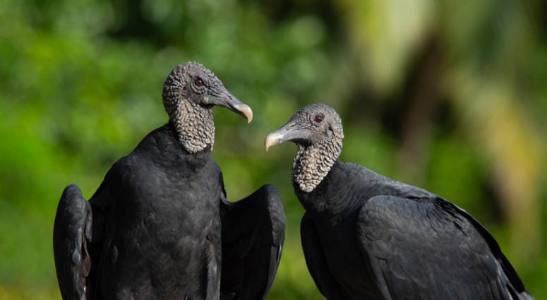 black vultures black vultures