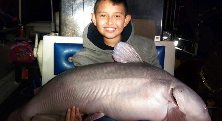 massive blue catfish massive blue catfish