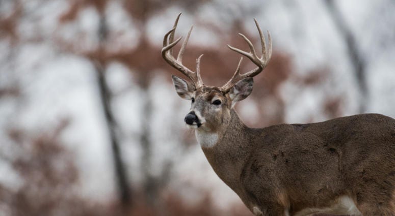 buck in snow buck in snow