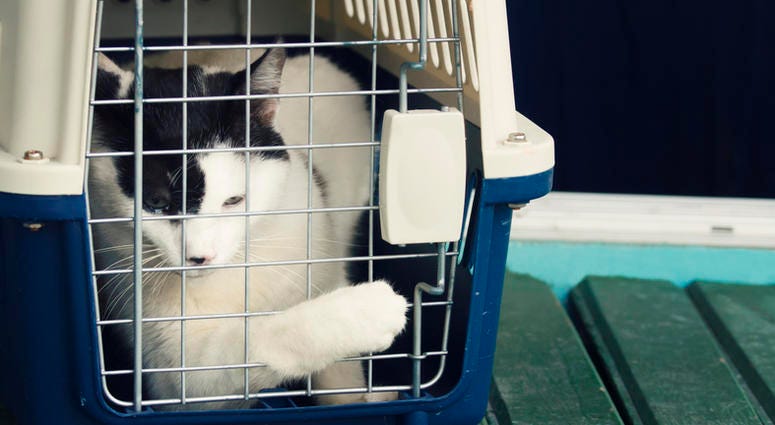 cat in carrier cat in carrier