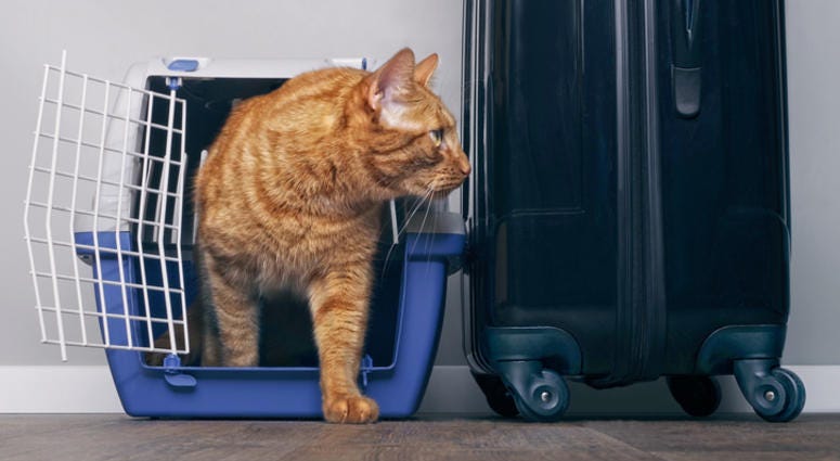 cat travel cat travel