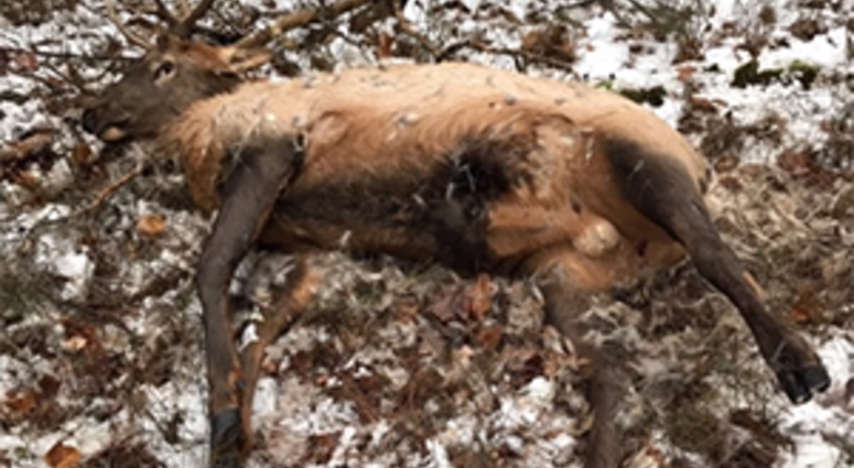 elk killed elk killed