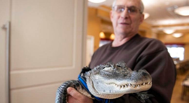 emotional support alligator emotional support alligator