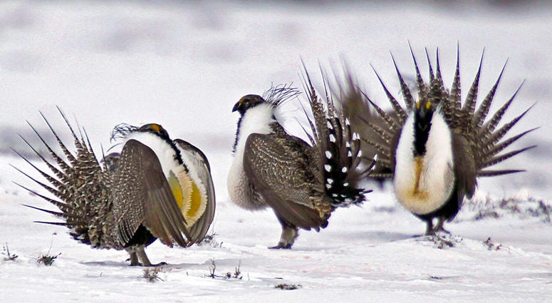greater sage grouse greater sage grouse