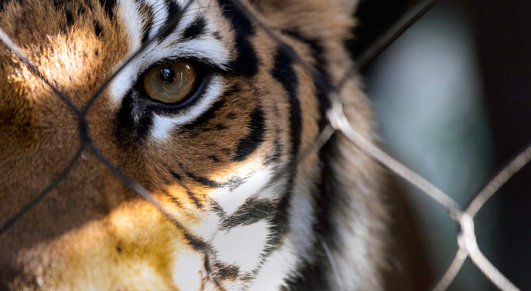 tiger tiger
