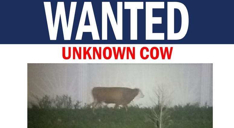 wanted cow wanted cow