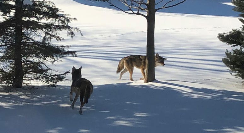 Coyotes in Washington Township Coyotes in Washington Township