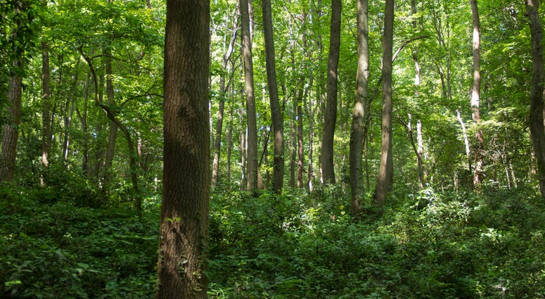 woods woods
