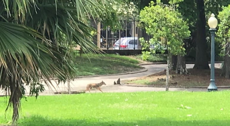 Coyote