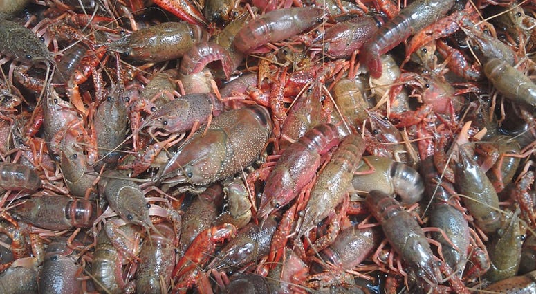 crawfish