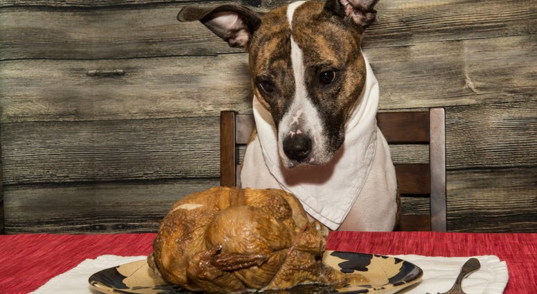 Dog food?