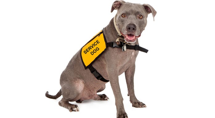 Service animal
