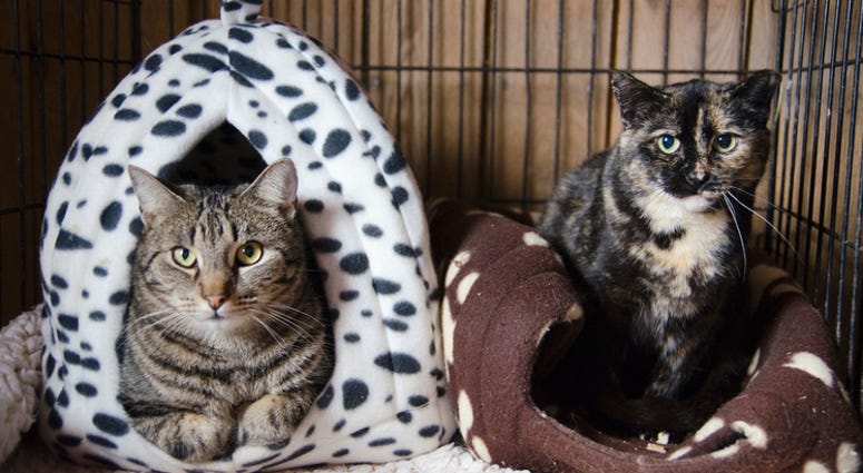 Homeless cats airlifted to new homes