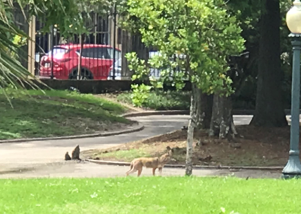 Coyote