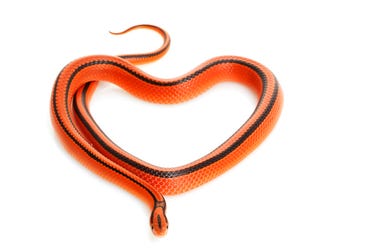 A Zoo Will Name a Rat After Your Ex and Feed It to a Snake