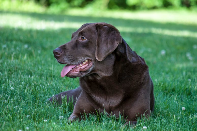 There's a New Way to Calculate Your Dog's Age in Human Years