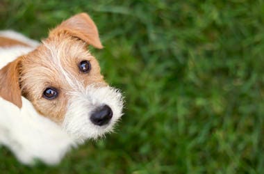 A New Dog Harness Tells You How Your Dog Is Feeling