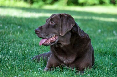 There's a New Way to Calculate Your Dog's Age in Human Years