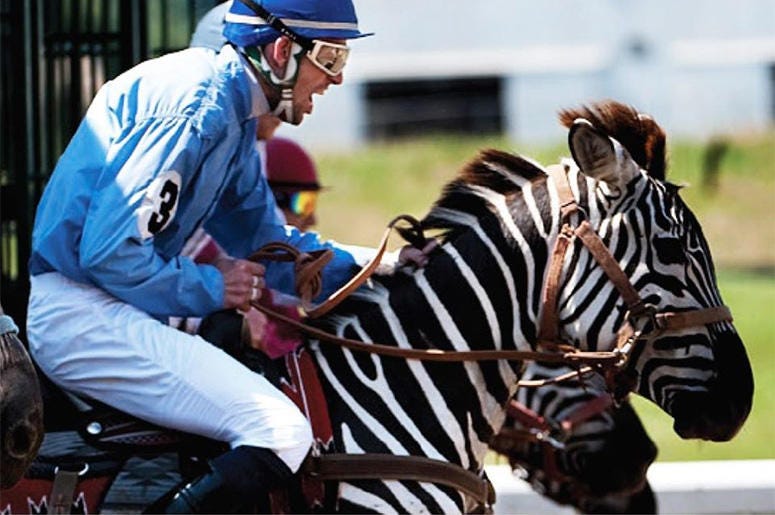 zebra racing