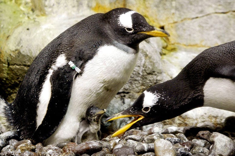 Penguins at the Shedd Aquarium