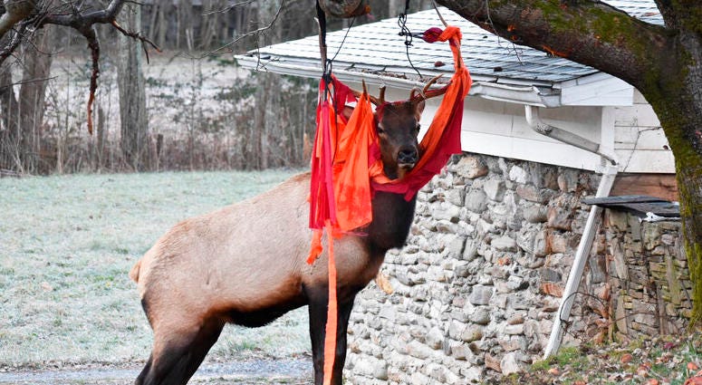 Elk