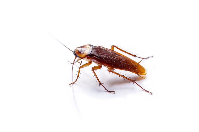 Cockroach