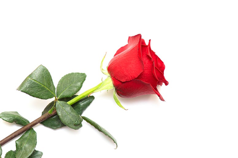 Single Red Rose on White Background