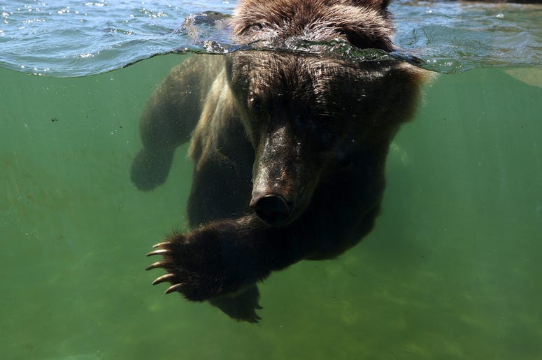 Bear Bear