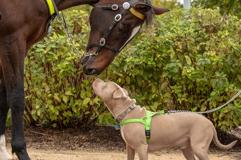 Giddy Up Pup Giddy Up Pup