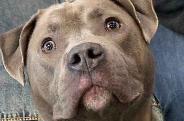 Mr Franklin Pet Of The Week Dog