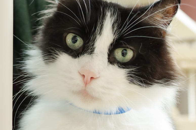 Black and White Long Haired Cat
