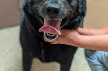 dog