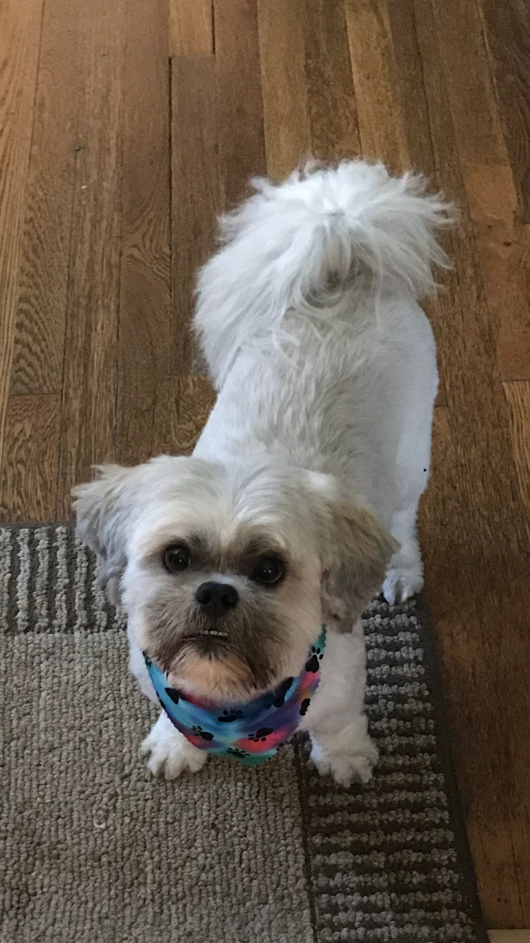 dog