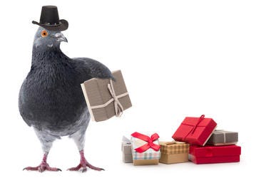 Pigeon in a cowboy hat with presents