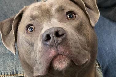 Mr Franklin Pet Of The Week Dog