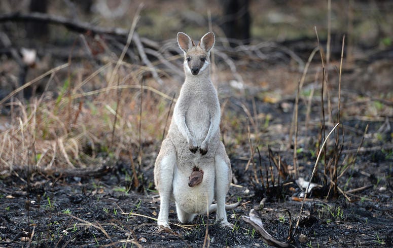 kangeroo